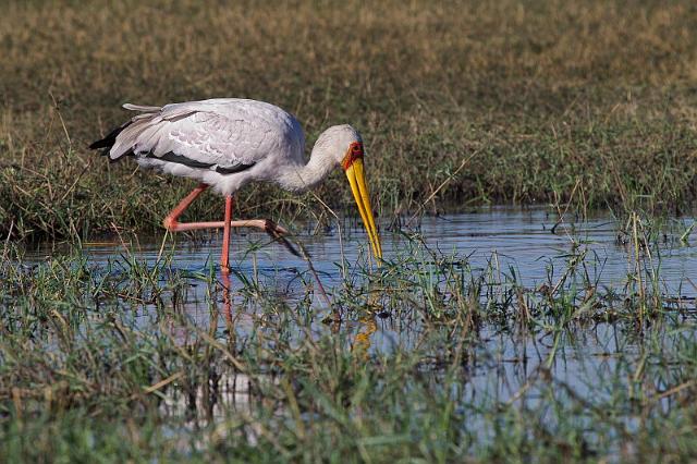 055 Chobe NP, afrikaanse nimmerzat.jpg